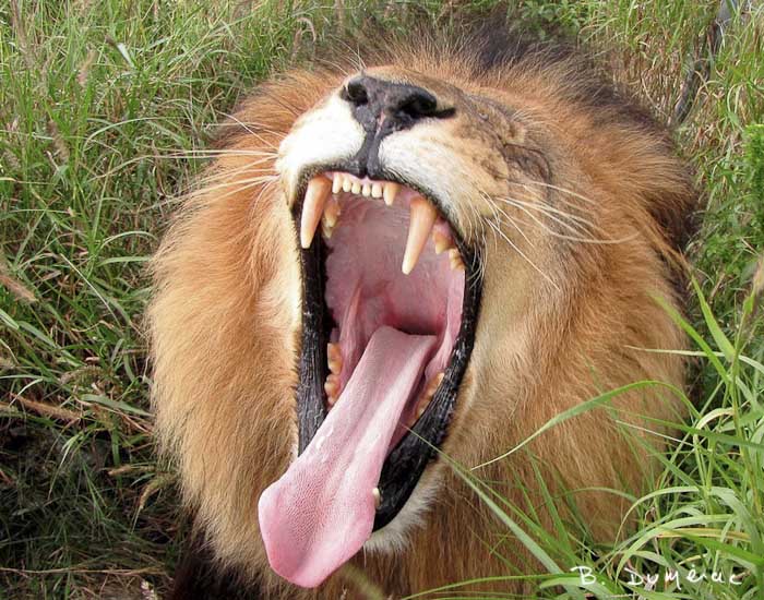 Lion Namibie